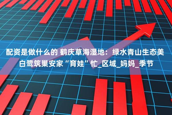 配资是做什么的 鹤庆草海湿地：绿水青山生态美 白鹭筑巢安家“育娃”忙_区域_妈妈_季节